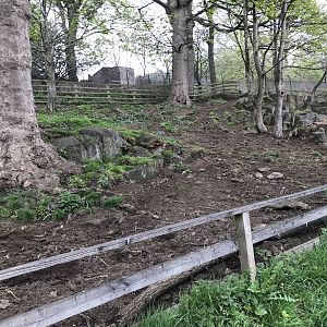Visayan warty pig enclosure