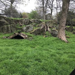 Visayan spotted deer and Siberian musk deer enclosure