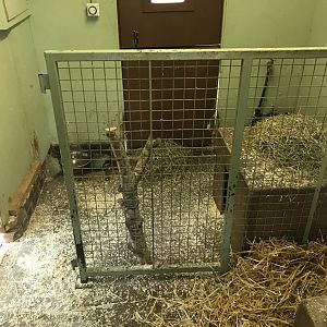 Pudu and agouti indoors