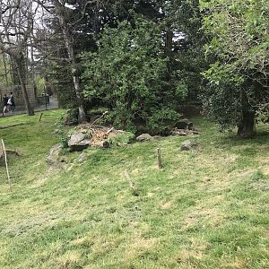 Pudu and agouti enclosure