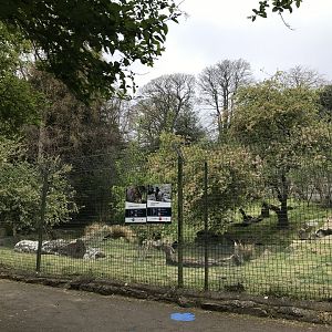 Pudu and agouti enclosure (2)