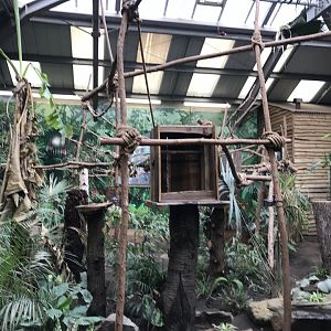 2 toed sloth enclosure
