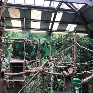 2 toed sloth enclosure (3)