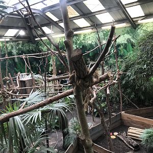 2 toed sloth enclosure (4)