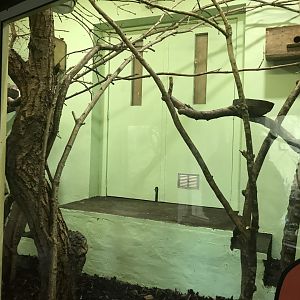 Pygmy marmoset indoors