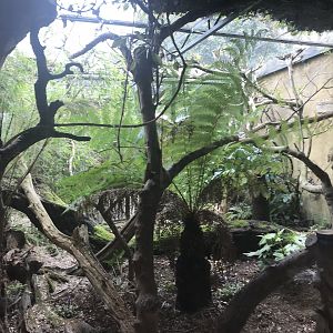 Pygmy marmoset enclosure