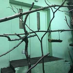 Cotton topped tamarin indoors