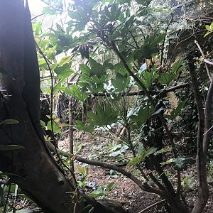Cotton topped tamarin enclosure
