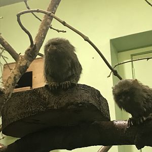 Pygmy marmoset
