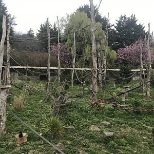 Living links west- Squirrel monkey and Brown capuchin enclosure
