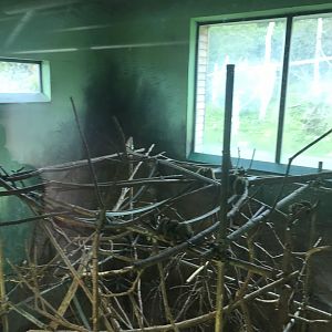 Living links west- Squirrel monkey indoors