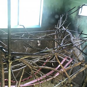 Living links west- Brown capuchin indoors