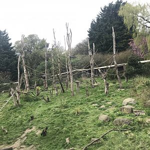 Living links west- Brown capuchin and squirrel monkey enclosure (2)