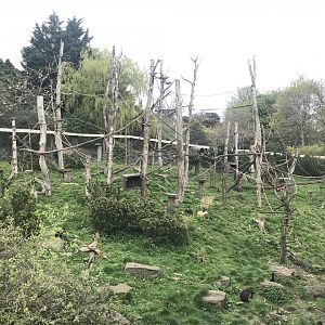 Living links east- Brown capuchin and squirrel monkey enclosure