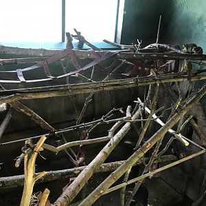 Living links east- Brown capuchin indoors