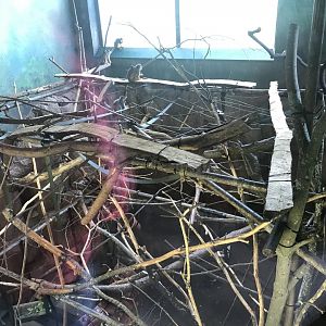 Living links east- Squirrel monkey indoors