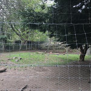 Second visayan spotted deer enclosure