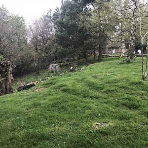Wallaby and kangaroo enclosure