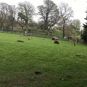 Wallaby and kangaroo enclosure (2)