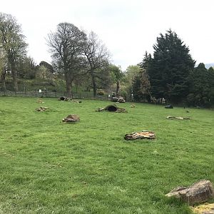 Wallaby and kangaroo enclosure (4)