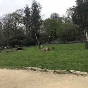 Wallaby and kangaroo enclosure (5)