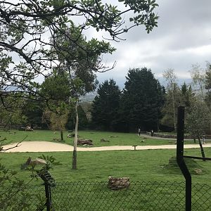 Wallaby and kangaroo enclosure (6)