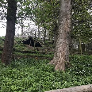 Lowland nyala enclosure