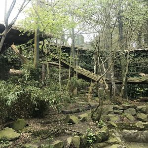 Female Sumatran tiger enclosure