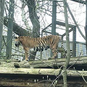 Sumatran tiger “Dharma”