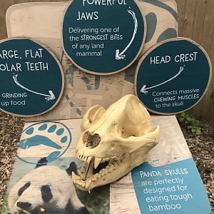 Giant panda skull