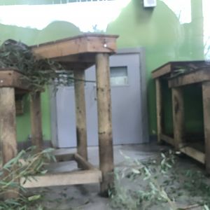 Male giant panda indoors