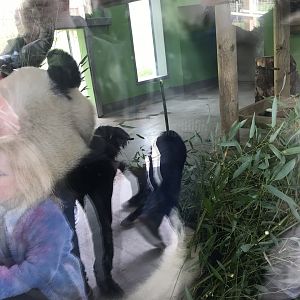 Giant panda “Yang Guang”