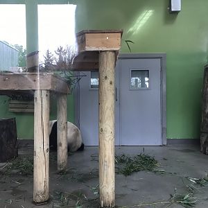 Female giant panda indoors