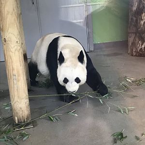Giant panda “Tian Tian”