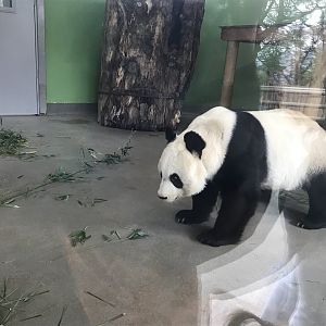 Giant panda “Tian Tian”