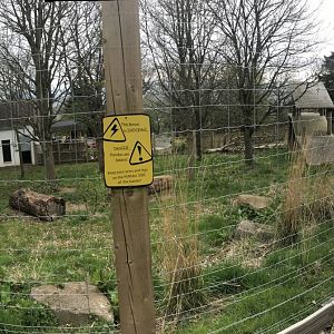 Male giant panda enclosure