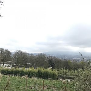 View from giant pandas