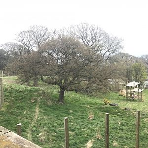 Female giant panda enclosure