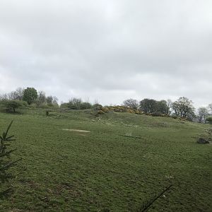 Grevy’s zebra enclosure