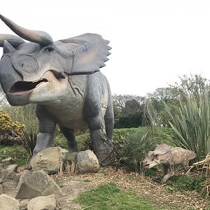 Triceratops