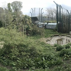 Male Sumatran tiger enclosure