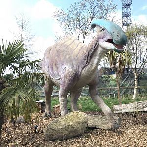 Parasaurolophus