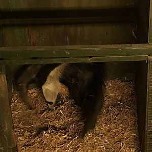 Giant anteater