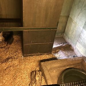 Giant anteater indoors