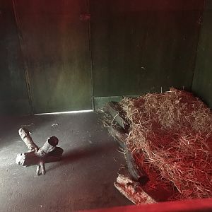 Giant anteater indoors (2)