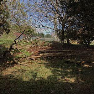 Forested area of giant anteater enclosure