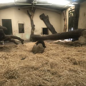 Asiatic lion indoors