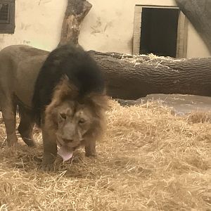 Asiatic lion “Jay”