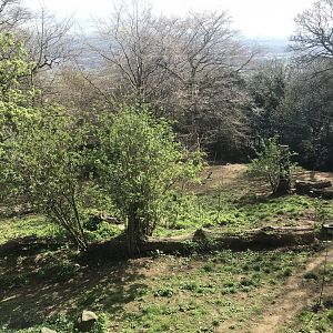 Asiatic lion enclosure