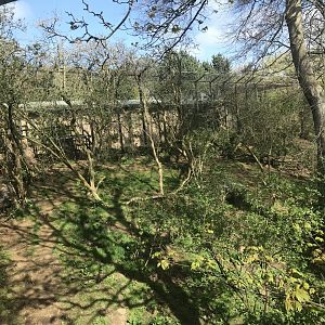 Asiatic lion enclosure (2)